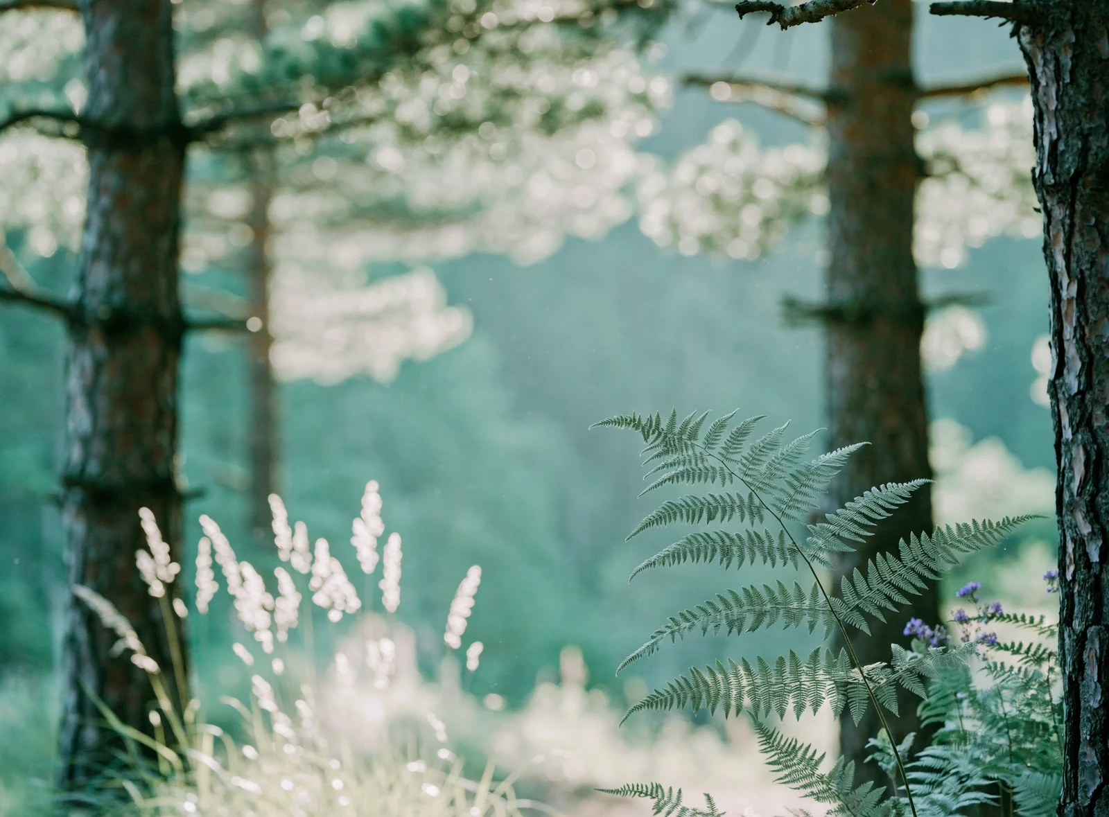 Illustrative Waldlandschaft