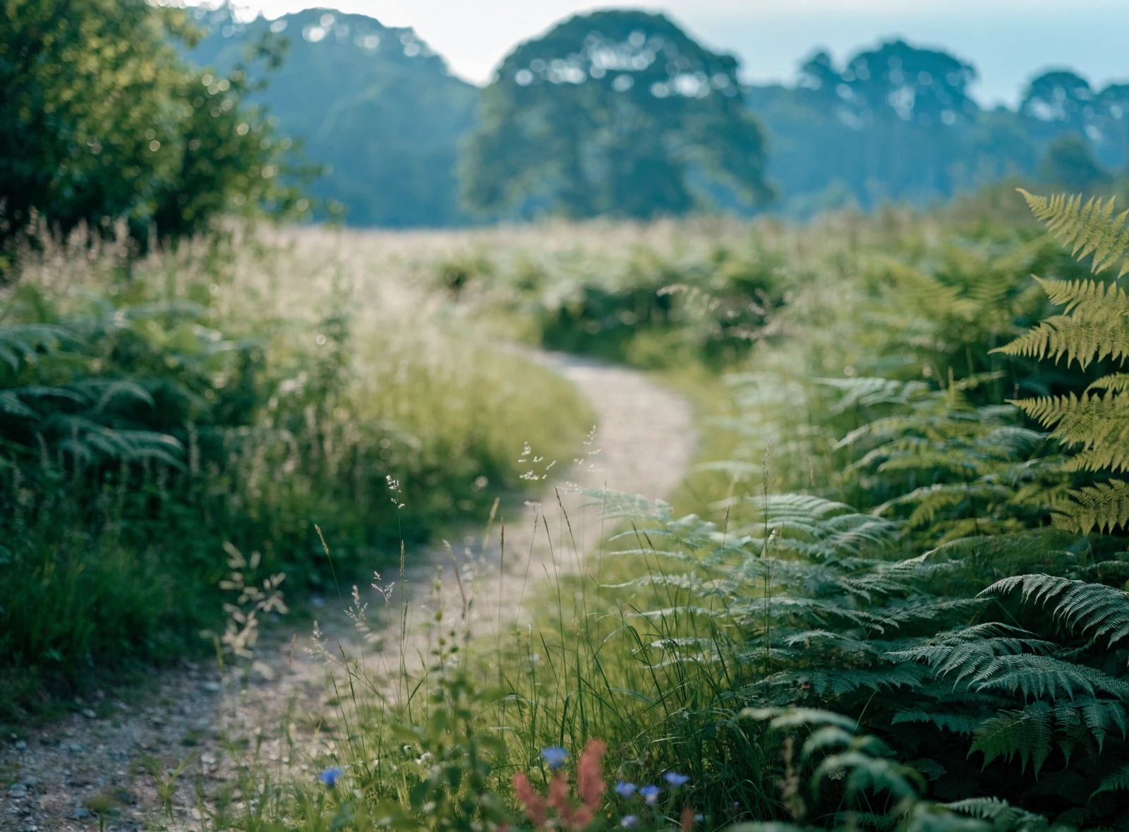 Illustration of a woodland path among ferns
